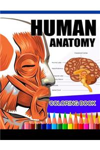 Human Anatomy Coloring Book