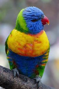 Bright and Colorful Lorikeet Parrot Sitting on a Branch Journal