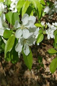Journal Springtime Flowering Trees Branches Pretty