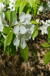 Journal Springtime Flowering Trees Branches Pretty