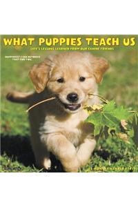 What Puppies Teach Us 2019 Wall Calendar