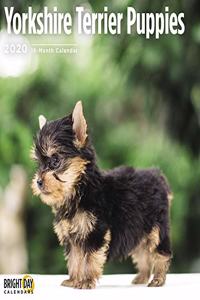 YORKSHIRE TERRIER PUPPIES CAL 2020