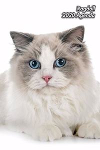 Ragdoll 2020 Agenda