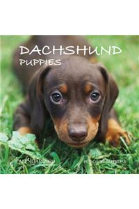 Dachshund Puppies Calendar 2020