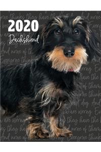 2020 Dachshund