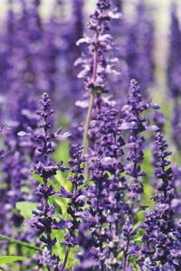 Lavender Notebook
