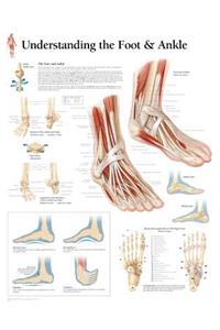 Understanding the Foot & Ankle Chart: Laminated Wall Chart