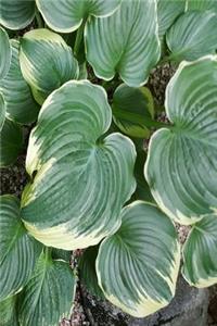 Backyard Hosta Journal