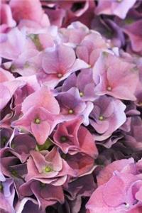 Beautiful Ami Pasquier Mophead Hydrangia Journal