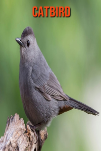 Catbird