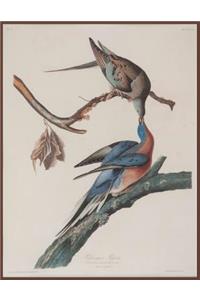 Passenger Pigeon, John J. Audubon. Blank Journal