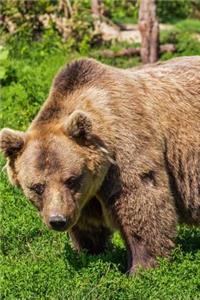 Big Brown Bear in the Wild Journal