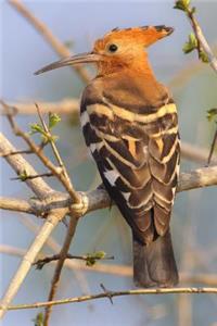 African Hoopoe Bird Journal