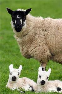 A Fluffy Mother Sheep and her Twin Lambs Journal