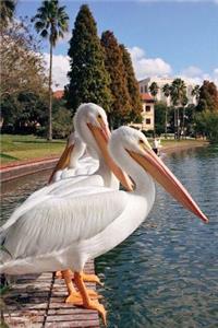 Two White Pelicans at a Lake in Florida Bird Journal