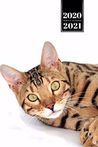 Bengal Cat Kitten Kitty Tomcat Week Planner Organizer 2020 / 2021 - Green Eyes