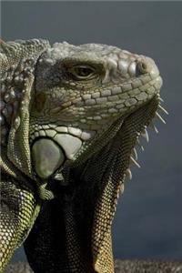 Iguana Notebook