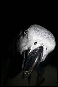 Parrot Notebook