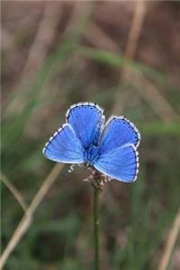 Blue Butterfly Notebook