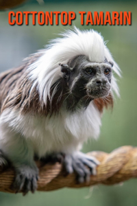 Cottontop Tamarin