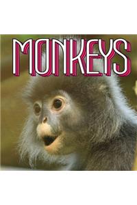 Monkeys
