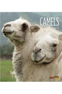 Camels