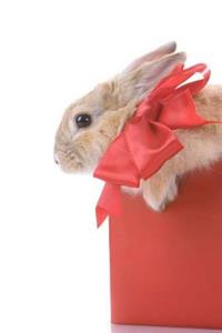 MindBlowing Bunny In Red Box Journal