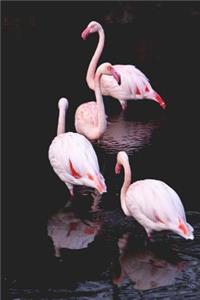 A Flamboyance of Pink Flamingos on the River Wading Bird Journal