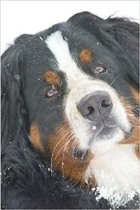 Cool Bernese Mountain Dog in the Snow Journal