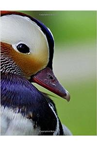 Mandarin Duck