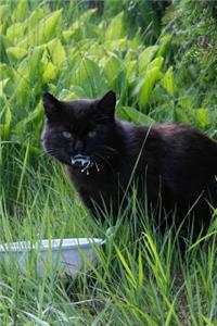 Black Cat Drinking Milk Journal