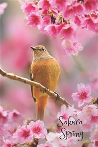 Sakura Spring