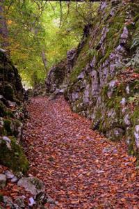 An Autumn Hike in the Woods Journal