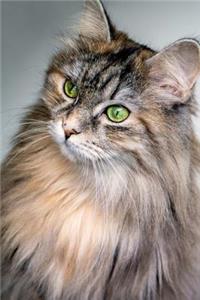 Green Eyed Furry Cat