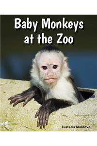Baby Monkeys at the Zoo