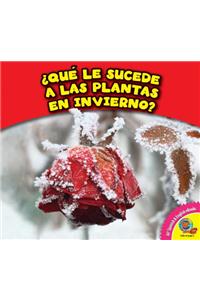 Que Le Sucede a Las Plantas En Invierno?