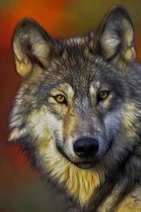 MindBlowing Wolf Journal 16