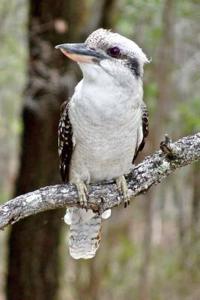 Laughing Kookaburra Journal