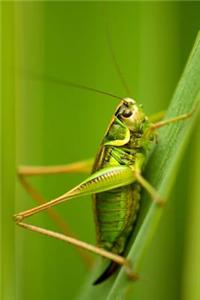 The Grasshopper Journal