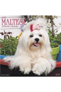 Just Maltese 2019 Wall Calendar (Dog Breed Calendar)