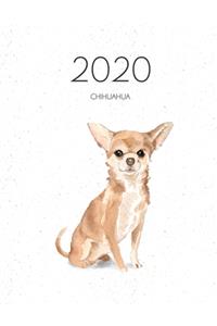 2020 Chihuahua