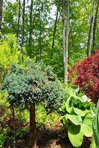 2020 Weekly Planner Summer Landscaping 134 Pages