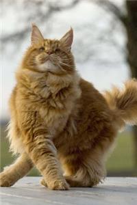 Cat Learning to Dance the Cha-Cha-Cha Journal