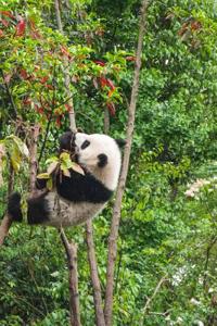 Panda Notebook - Journal Gift for Cute Animal Lovers