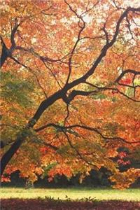 2019 Weekly Planner Beautiful Fall Tree Autumn Season 134 Pages