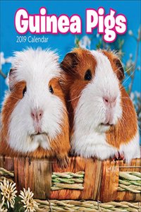 GUINEA PIGS M 2019