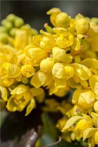 Yellow Barberry Flower Blooms Journal
