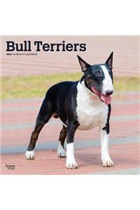 Bull Terriers 2020 Square