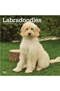 Labradoodles 2021 Square