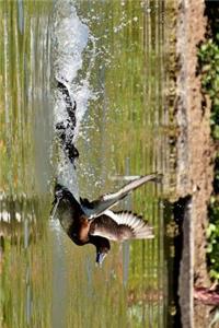 Tufted Duck Taking Flight From a Pond Journal